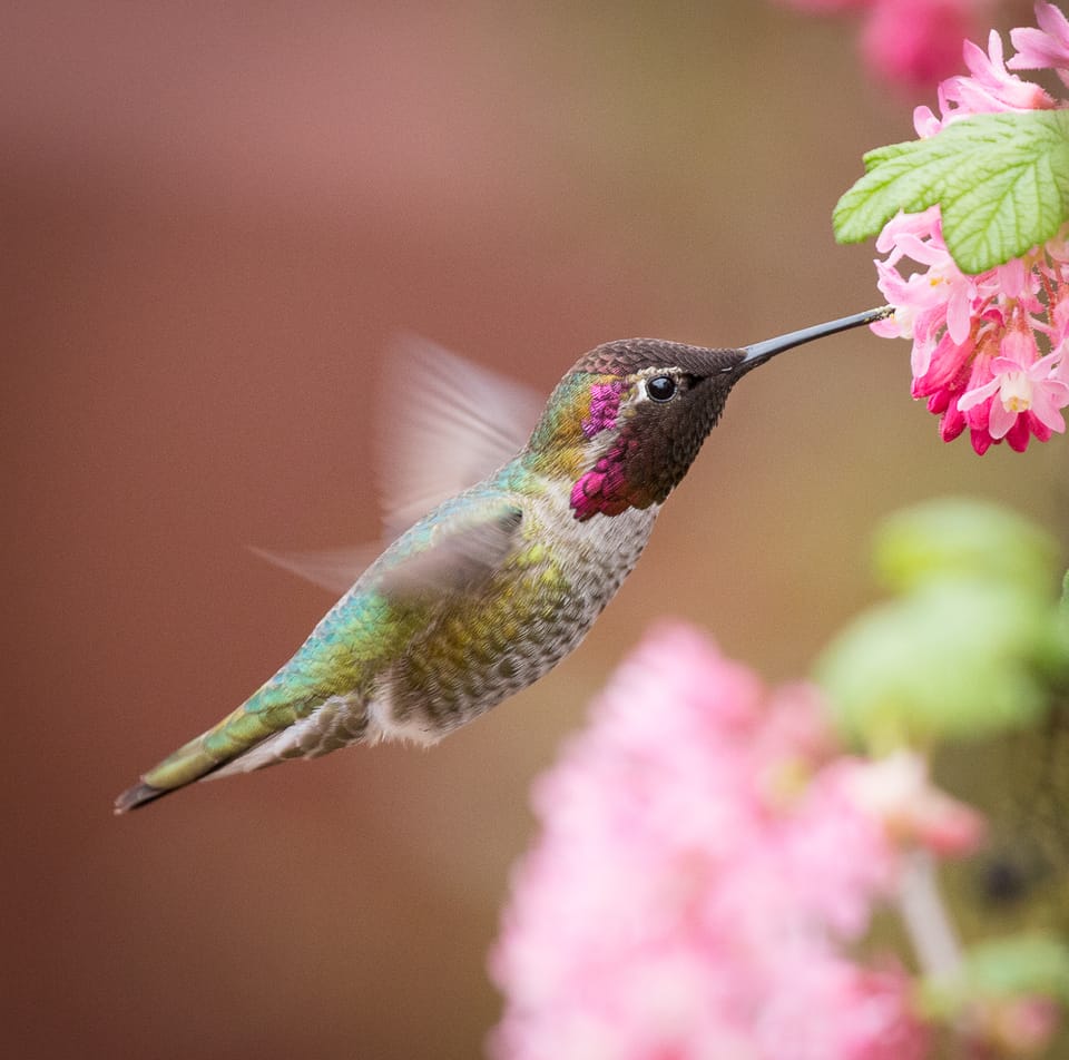 hummingbird at flower