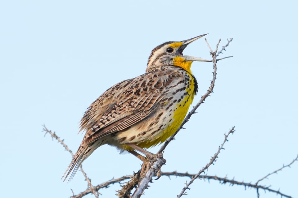 western meadowlark