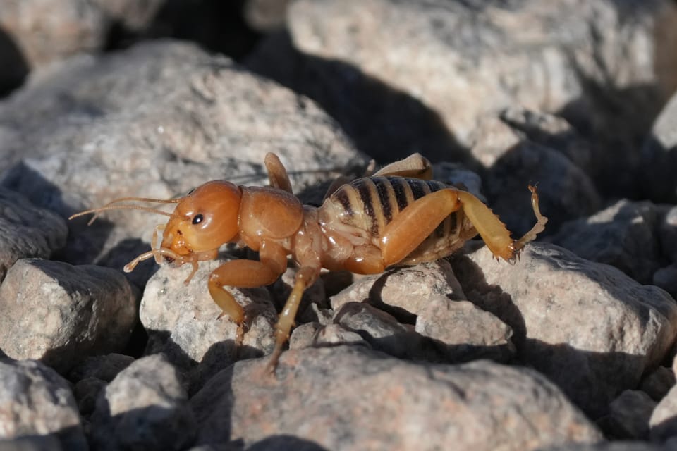 Jerusalem cricket